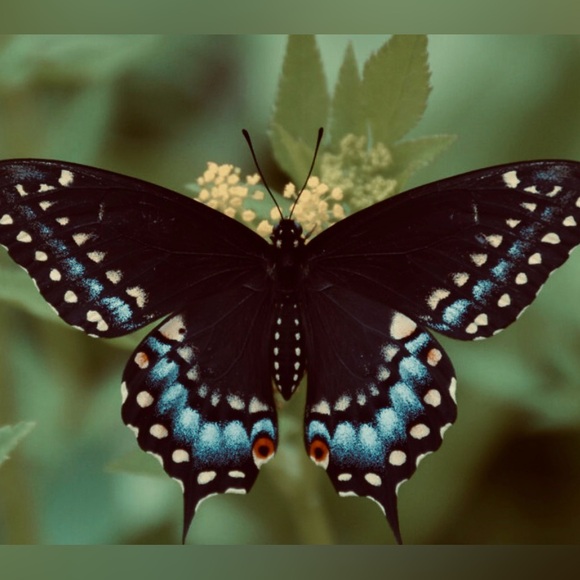 butterflyeclect